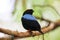 A Blue backed Manakin sitting on a branch