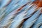 Blue background closeup macro abstract soft beauty bird pattern texture nature feather