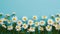 Blue background provides perfect setting for chamomile flower border