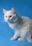 on a blue background sits a white fluffy pet cat with green eyes and a pink nose in a black collar