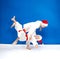 On a blue background two athletes train judo throws