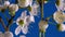 On a blue background, white flowers bloom on the branches of the cherry plum, the smooth movement of the camera along the flowerin
