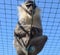 Blue Balled Vervet Monkey. Monkey with blue testicles in captivity