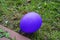 Blue balloon lies on the grass