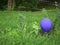 Blue balloon lying on the grass