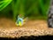 Blue Balloon Ram Microgeophagus ramirezi in a fish tank with blurred background