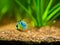 Blue Balloon Ram Microgeophagus ramirezi in a fish tank with blurred background