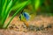 Blue Balloon Ram Microgeophagus ramirezi isolated in a fish tank with blurred background