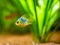 Blue Balloon Ram Microgeophagus ramirezi isolated in a fish tank with blurred background