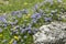 Blue balls or Globular (Globularia cordifolia) flowers