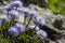 Blue balls or Globular (Globularia cordifolia) flowers