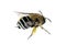 Blue-banded Bee, Amegilla cingulata
