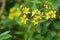 Blue-banded bee approaching yellow flowers