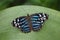 Blue banded Purplewing