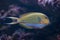 Blue banded surgeonfish (Acanthurus lineatus).