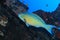 Blue-barred parrotfish