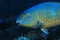 Blue-barred parrotfish