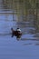 Blue beak of ruddy duck reflects in rippling water