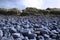 Blue beale rocky beach dunes