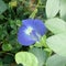 Blue Beautiful of Flower