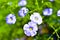 Blue and beautiful flowers of the flax field