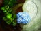 Blue beautiful hydrangea in water in a Japanese bowl