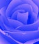 Blue beautiful rose background