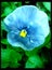 Blue beautiful viola flower in black canvas background