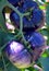 Blue Beauty Tomato