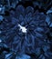 A blue beautyful dahlia flower.