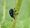 Blue Beetle on a branch .