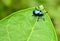 Blue Beetle on leaf .