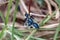 Blue beetles on a blade of grass