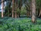 Blue Bell bottom in spring along the Root River in Minnesota