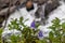 Blue bell flowers macro with water drops and waterfall background