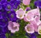 Blue Bell Flowers,purple bell flower. Beautiful spring background with campanula bouquet.