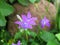 Blue bell lat. Campanula patula in the green grass