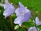 Blue bell lat. Campanula Persicifolia in raindrops