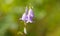 blue bellflower growing