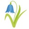 Blue bellflower isolated vector illustration