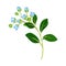 Blue Bellflower on Stem or Stalk as Meadow or Field Plant Vector Illustration