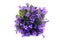 Blue bellflowers Campanula poscharskyana on white isolated bac