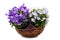 Blue bellflowers Campanula poscharskyana on white isolated bac