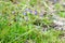 Blue bellflowers - Campanulas - flowering in alpine meadow