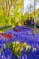 Blue bellflowers Grape hyacinth and yellow tulips Keukenhof Netherlands