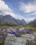 Blue Bellflowers, pass Kara-Turek, mountain Altai, Russia