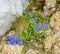 Blue Bellflowers Rock Cliffs Mount Pilatus Lucerne Switzerland