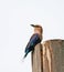 Blue-bellied Roller 1