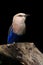 Blue-bellied Roller