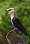 Blue-bellied Roller